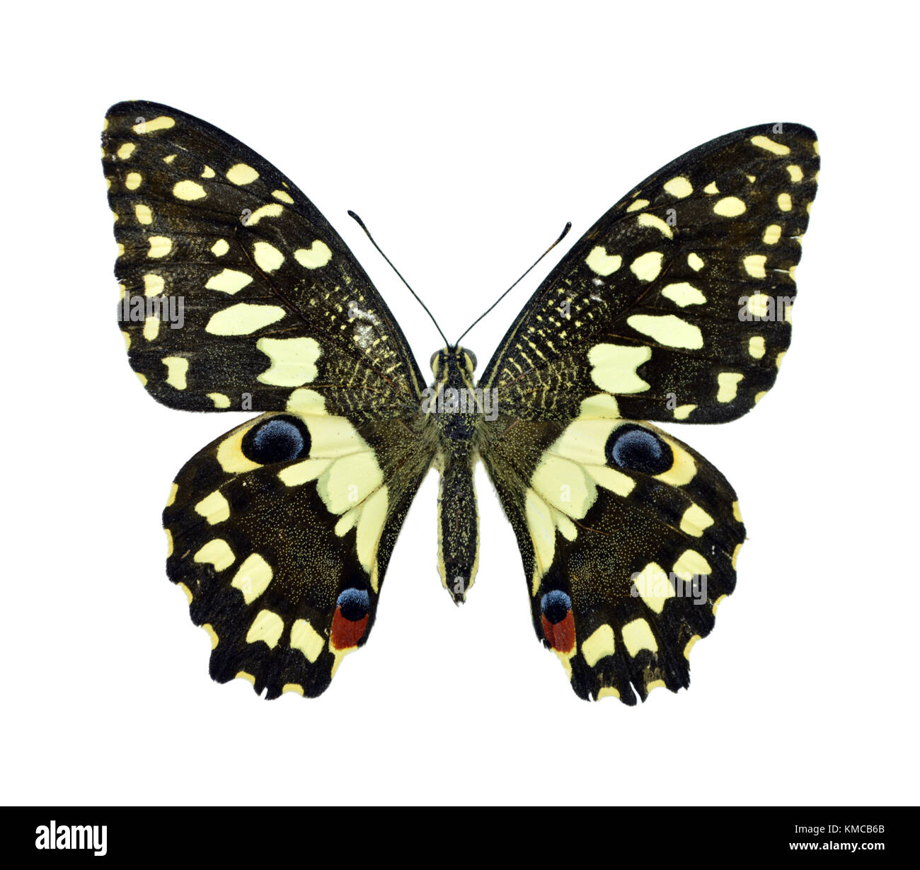 Collection de magnifique papillon exotique Papilio Demoleus Libanius coloré isolé sur fond blanc Banque D'Images