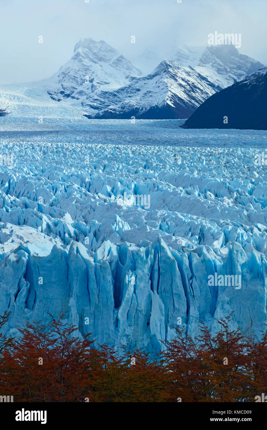 Face à la borne de Perito Moreno Glacier, Parque Nacional Los Glaciares (zone du patrimoine mondial), Patagonie, Argentine, Amérique du Sud Banque D'Images