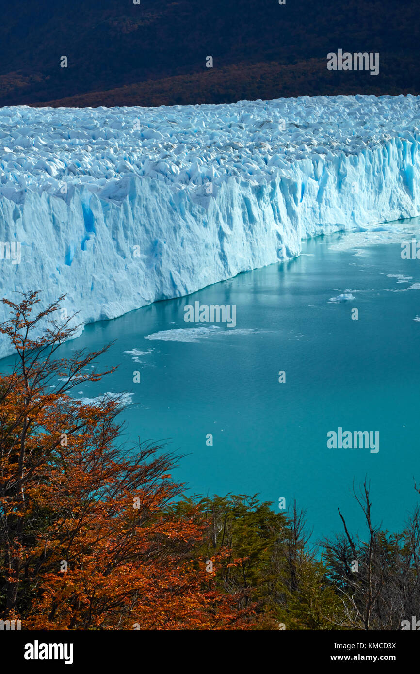 Le glacier Perito Moreno, et lenga arbres en automne, Parque Nacional Los Glaciares (zone du patrimoine mondial), Patagonie, Argentine, Amérique du Sud Banque D'Images