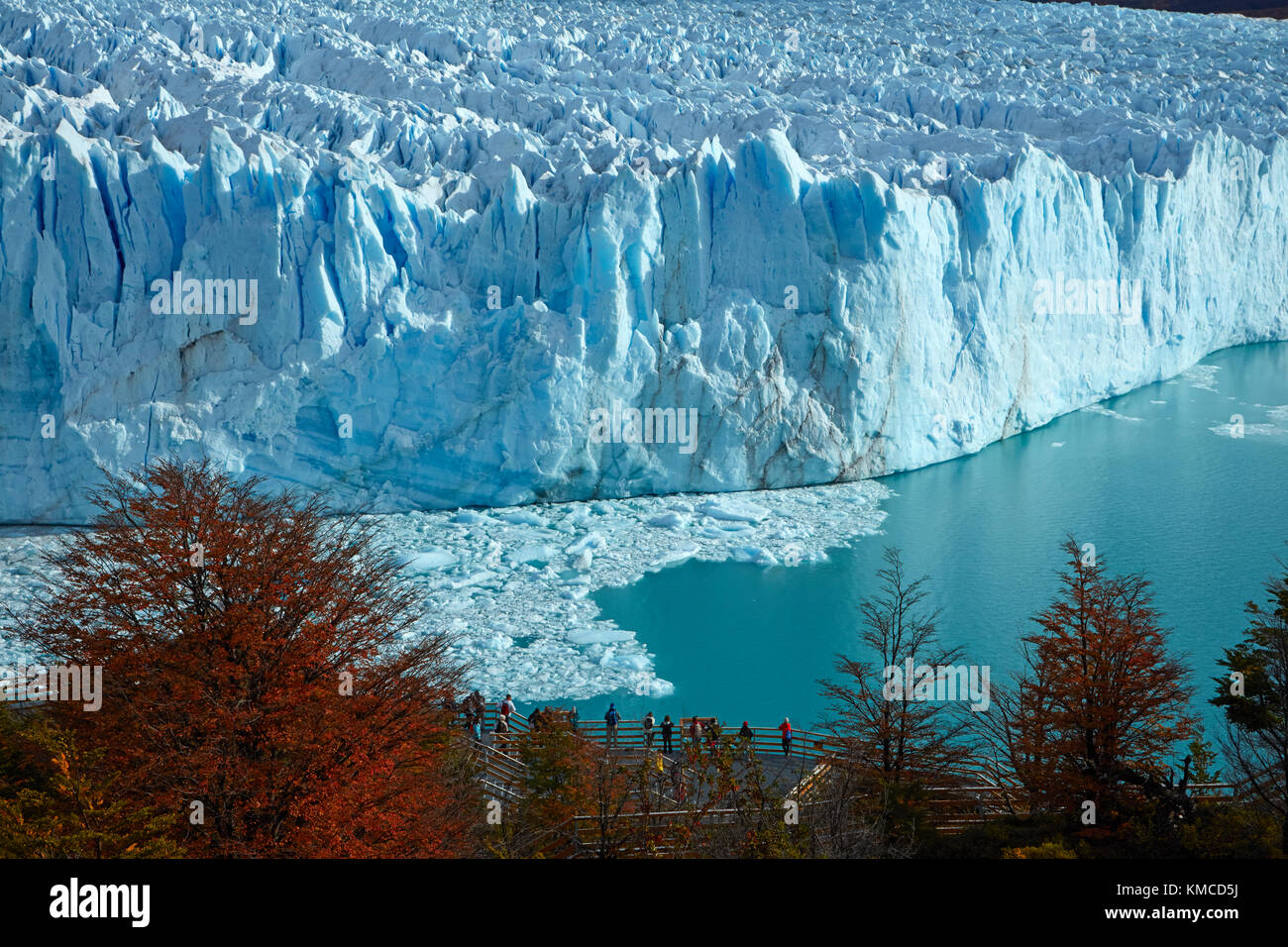 Perito Moreno Glacier, lenga arbres en automne, et les touristes en promenade, Parque Nacional Los Glaciares (zone du patrimoine mondial), Patagonie, Argentine, sout Banque D'Images