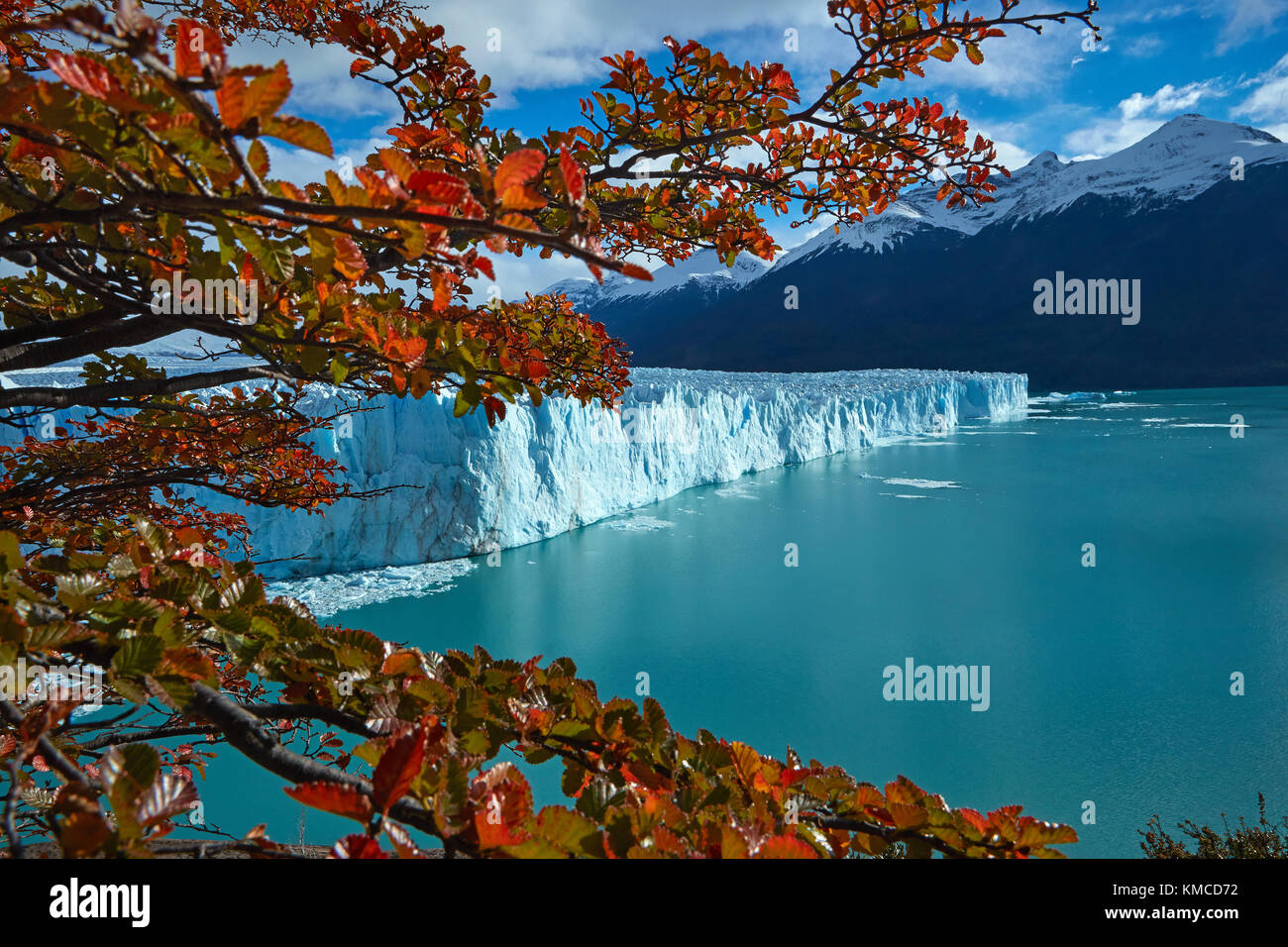 Le glacier Perito Moreno, et lenga arbres en automne, Parque Nacional Los Glaciares (zone du patrimoine mondial), Patagonie, Argentine, Amérique du Sud Banque D'Images