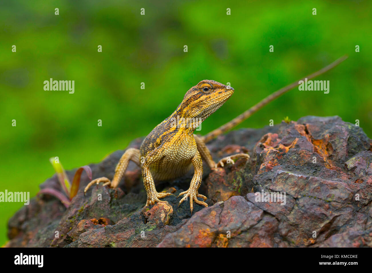 Le ventilateur-throated lézard, Sitana ponticeriana- femelle gestante, Kaas, Maharashtra, Inde Banque D'Images