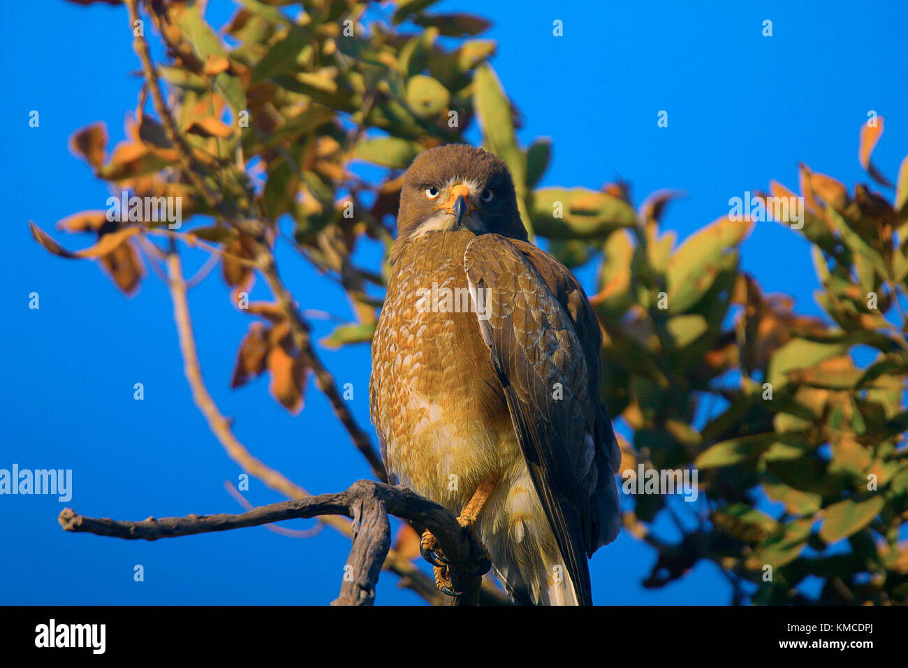 Aux yeux blancs Butastur teesa Buzzard, Nagpur, Maharashtra, Inde Banque D'Images