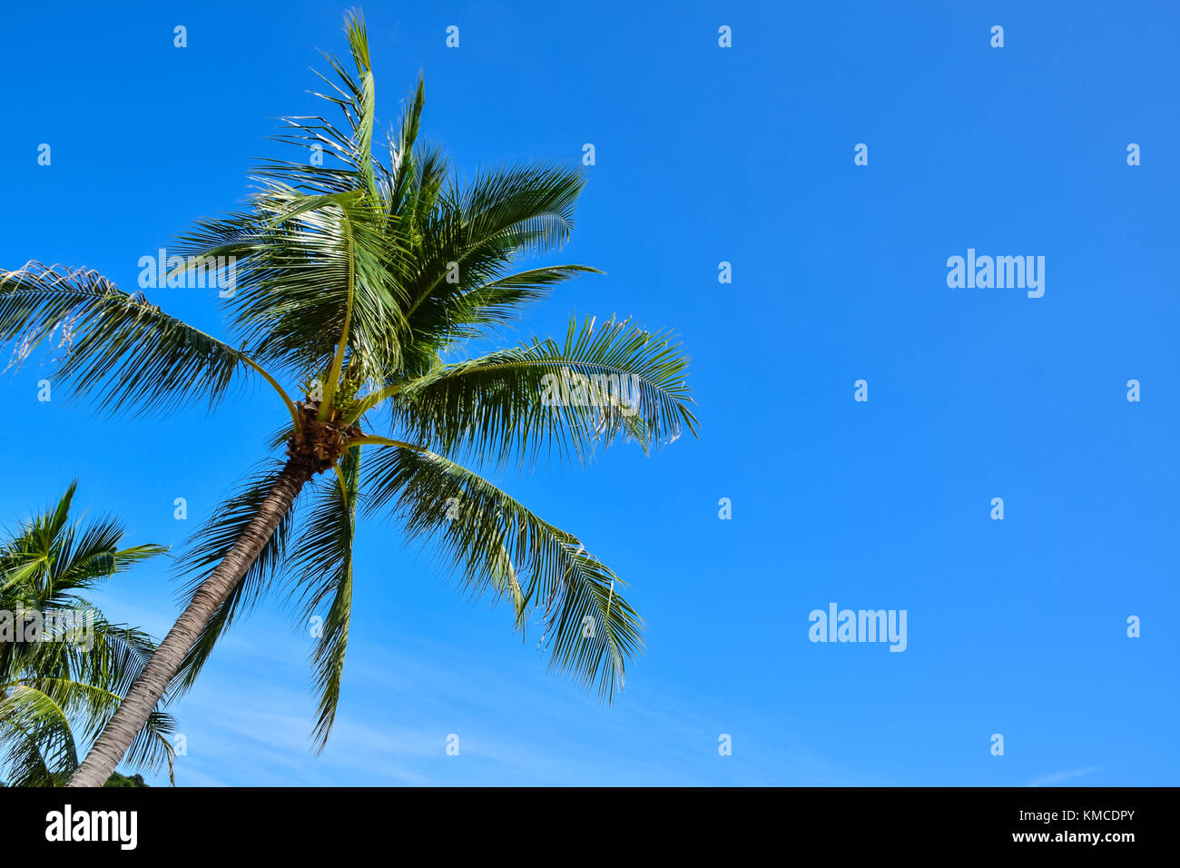 Les cocotiers tropical superbe plage de la Thaïlande à l'île de Samui, célèbre destination de vacances Banque D'Images