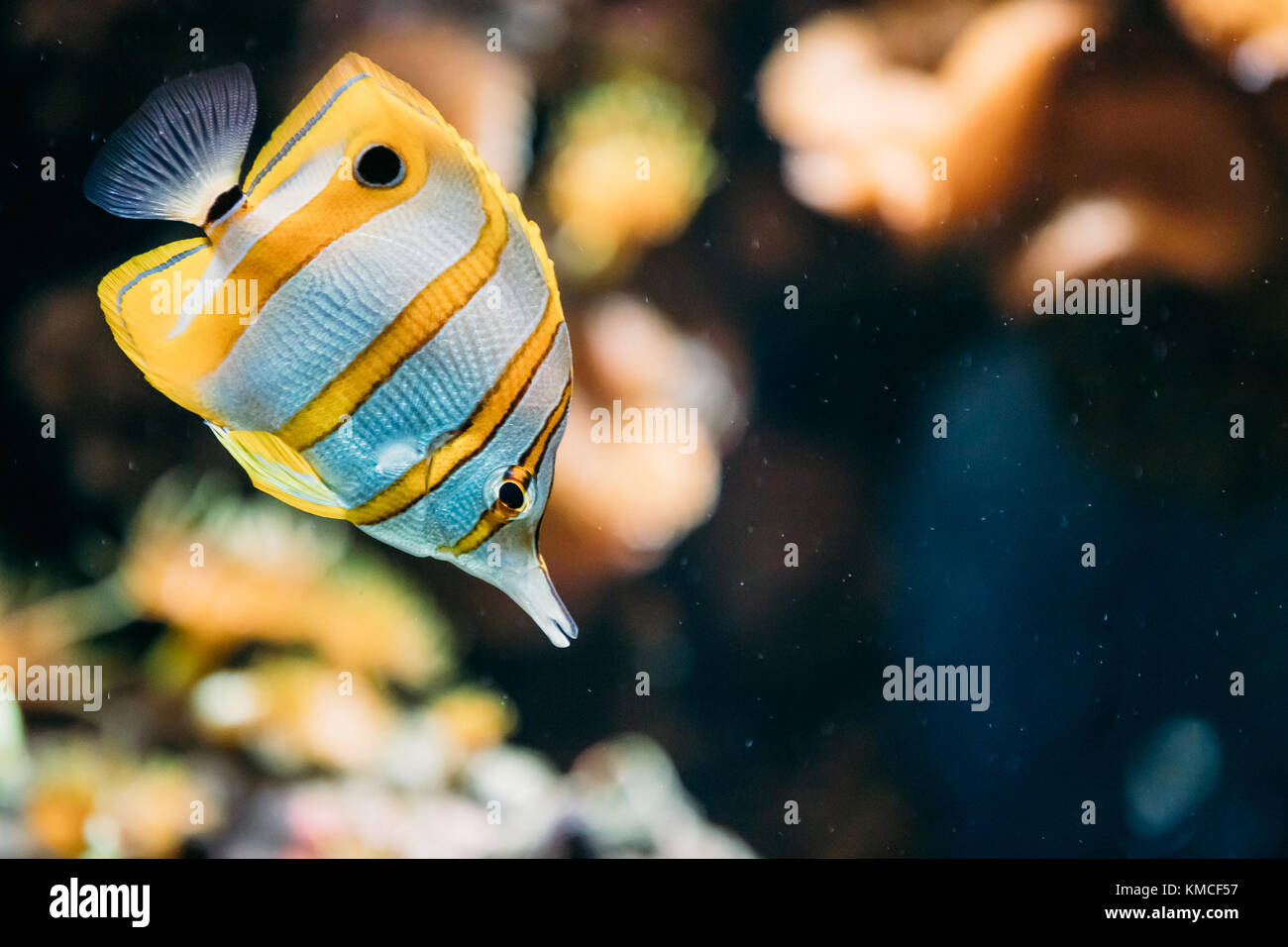 Sowerby chelmon à bec médiocre ou poissons de corail (Chelmon Rostratus) Nager dans l'aquarium. Banque D'Images