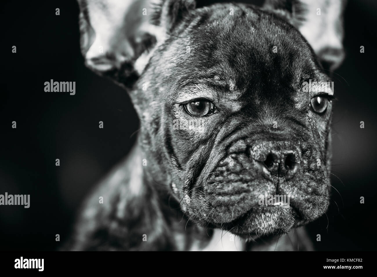 Close Up Portrait Of Young Black Bouledogue Francais Chien Chiot Avec Tache Blanche S Asseoir Sur Le Canape Rouge En Interieur Funny Dog Bebe Photo En B W Noir Et Blanc Photo Stock