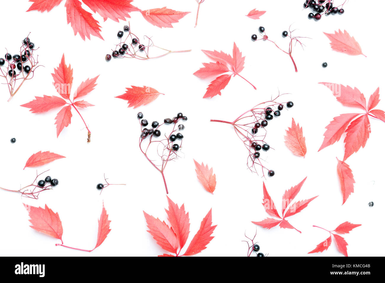 Creative automne floral background, télévision lay Banque D'Images