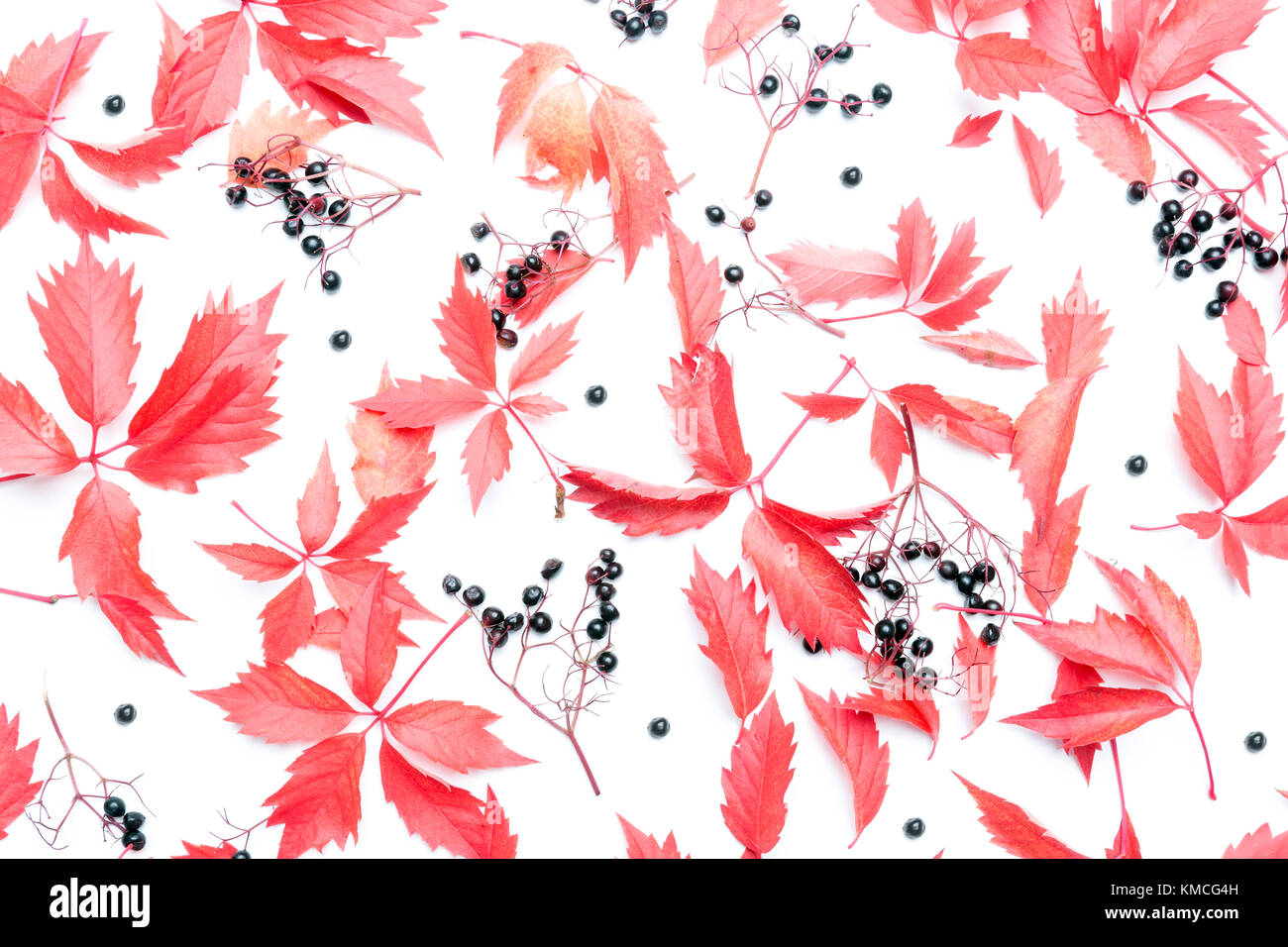 Creative automne floral background, télévision lay Banque D'Images