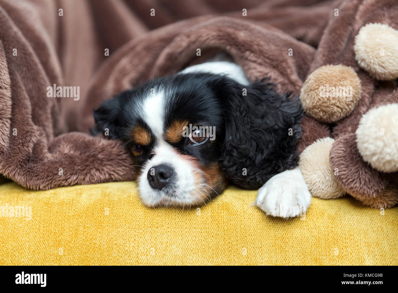 Cute cavalier spaniel détente sur le canapé, sous une couverture marron chaud Banque D'Images