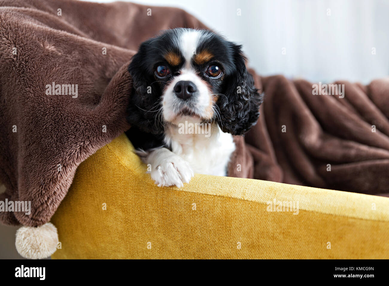 Cute cavalier spaniel détente sur le canapé, sous une couverture marron chaud Banque D'Images