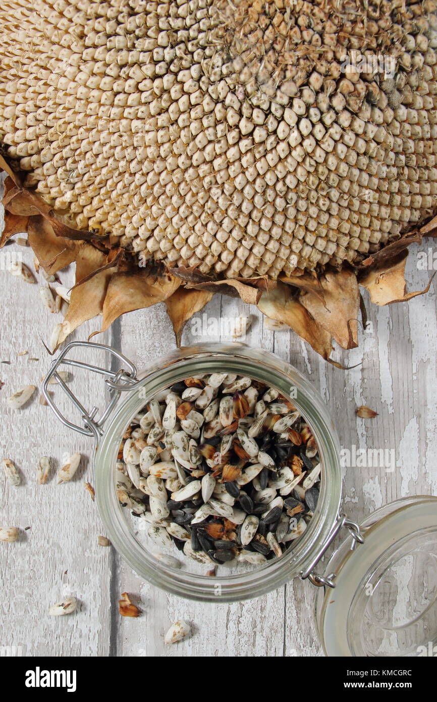 Les graines de tournesol sont récoltées d'une tête de séché Helianthus 'tournesol' géant russe, certains pour la replantation et certains de l'automne/hiver des aliments pour oiseaux, UK Banque D'Images