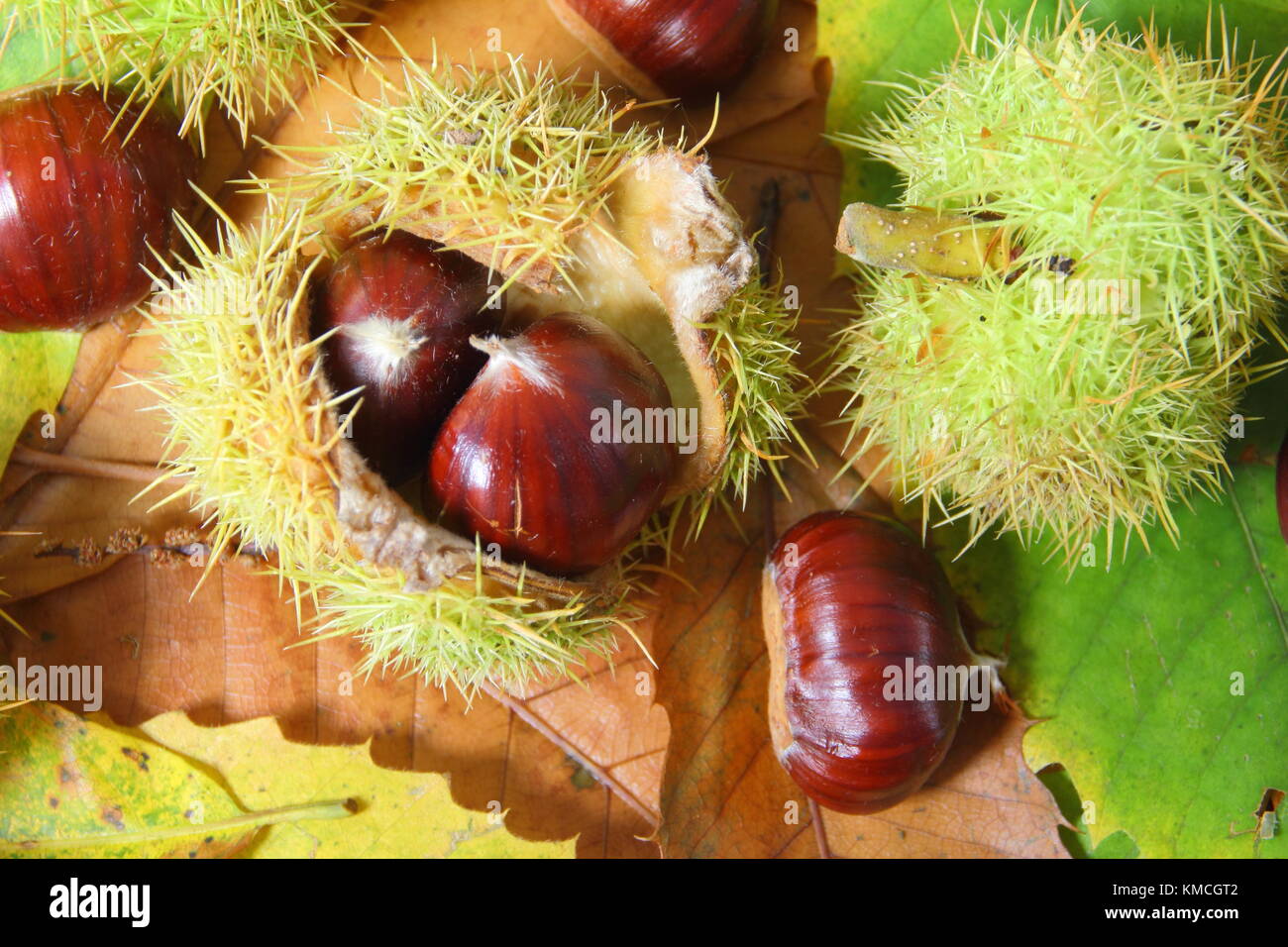 Fallen châtaignes (Castanea sativa), certains enfermés dans leur cas épineux, et le feuillage sur un plancher bois anglais en automne (novembre) Yorkshire UK Banque D'Images