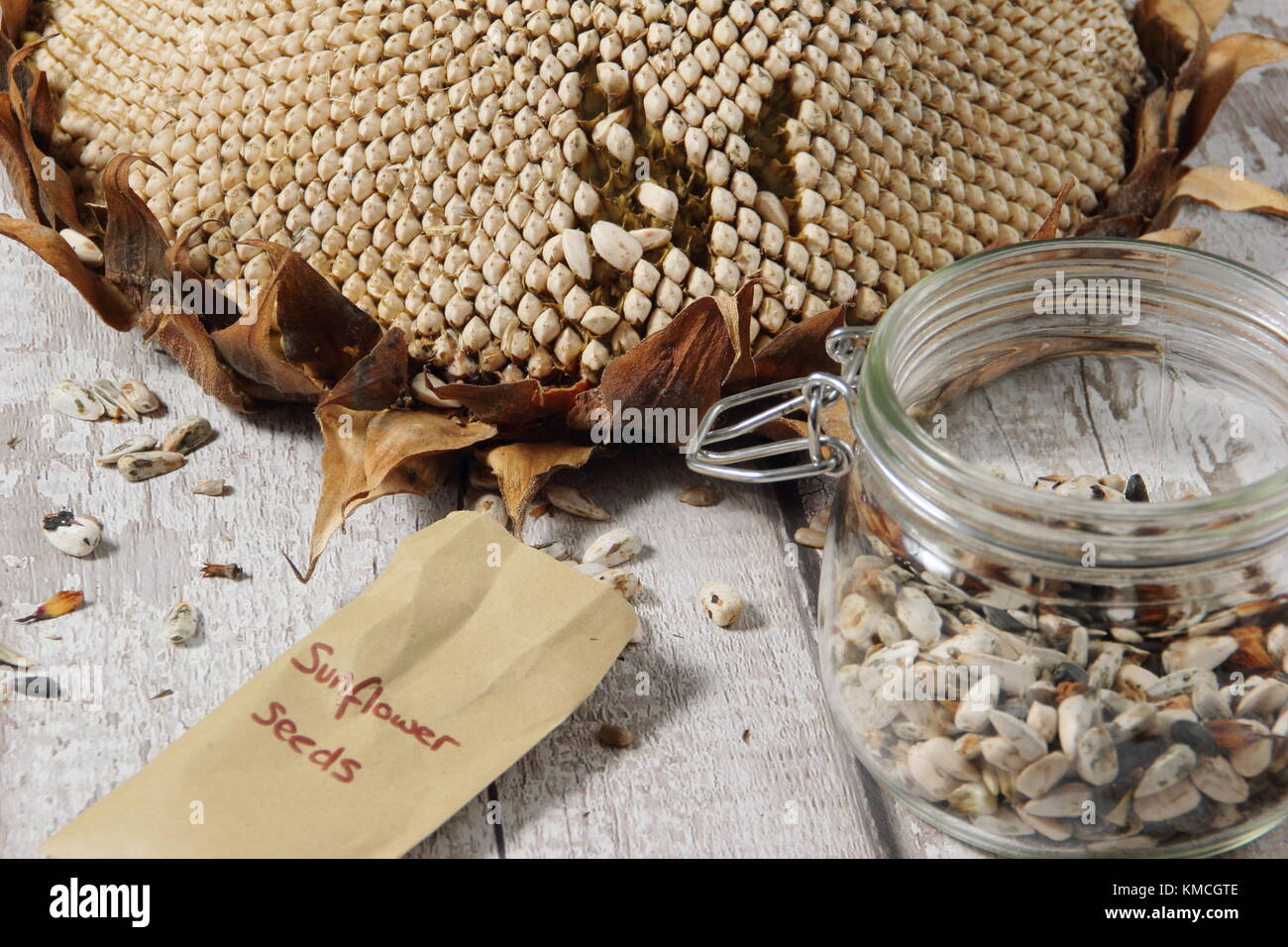 Les graines de tournesol sont récoltées à partir de la tête de l'Helianthus 'tournesol' géant russe, certains pour la replantation et certains pour des aliments pour oiseaux, UK Banque D'Images