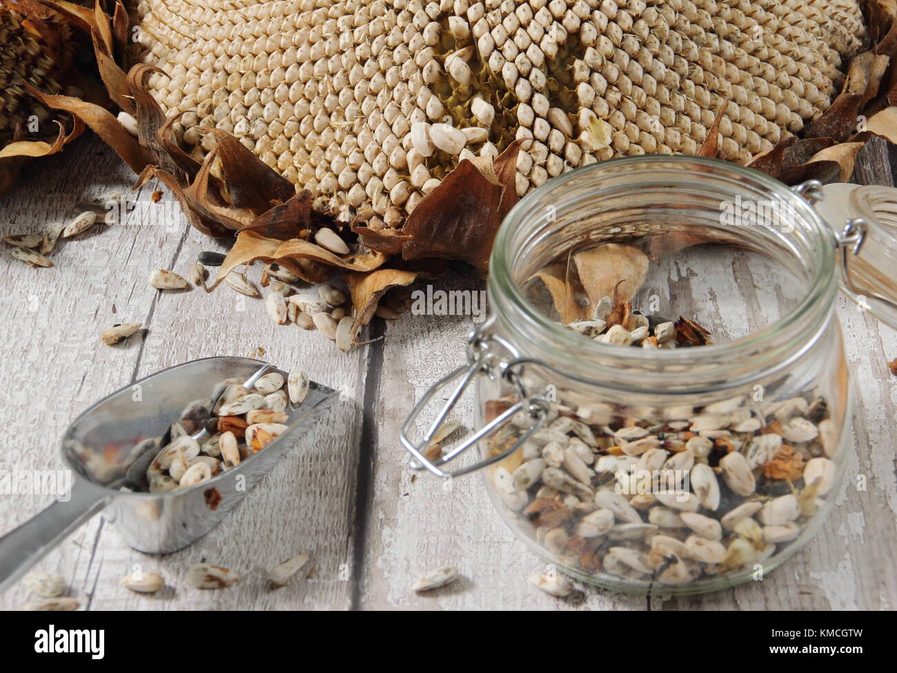 Les graines de tournesol sont récoltées à partir de la tête de l'Helianthus 'tournesol' géant russe, certains pour la replantation et certains pour des aliments pour oiseaux, UK Banque D'Images