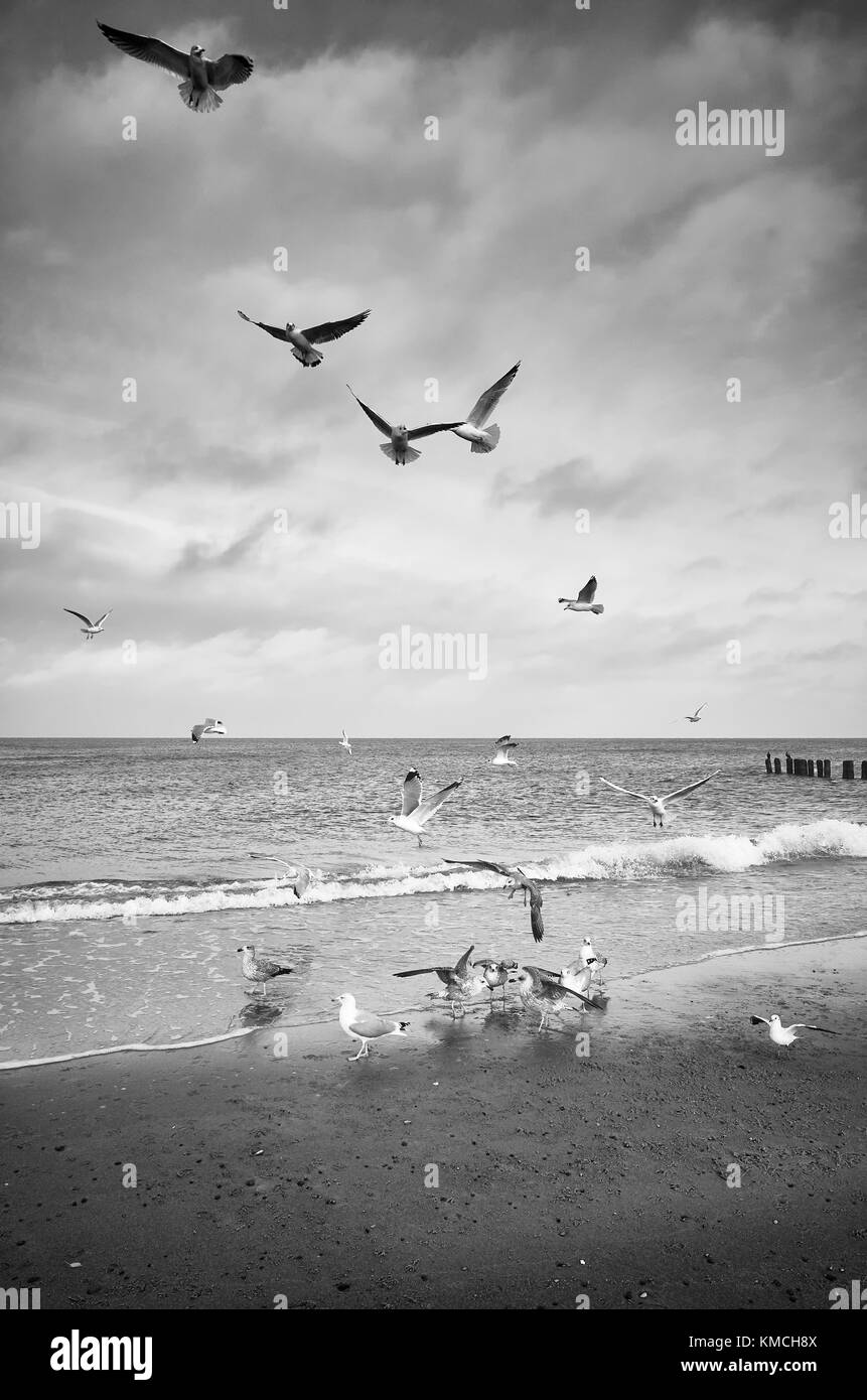 Photo noir et blanc d'oiseaux sur une plage. Banque D'Images