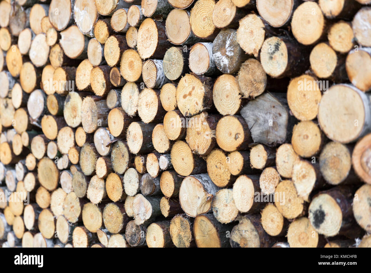 Libre de couper du bois, l'arrière-plan en bois naturel Banque D'Images