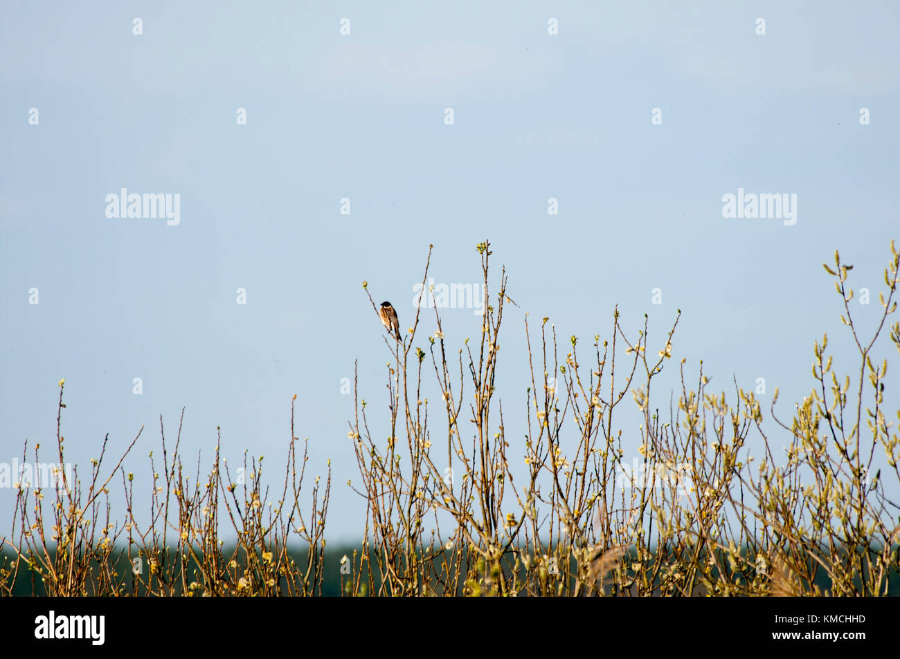 Black Cap eurasien assis à Rietzer Voir (Lac Rietz), une réserve naturelle près de la ville de Brandebourg dans le nord-est de l'Allemagne avec deux lacs peu profonds d'une Banque D'Images