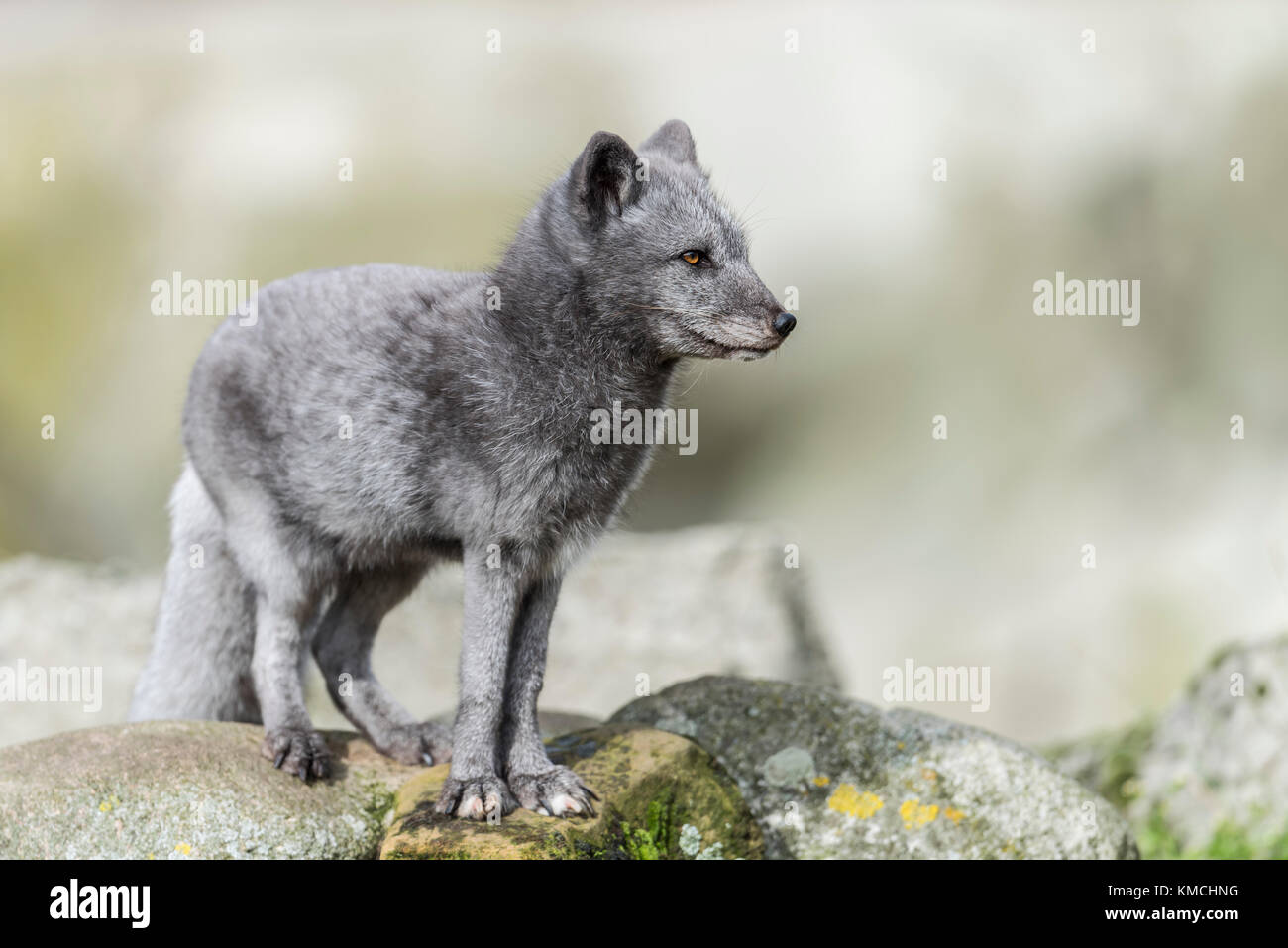 Polarfuchs Banque de photographies et d images haute r solution