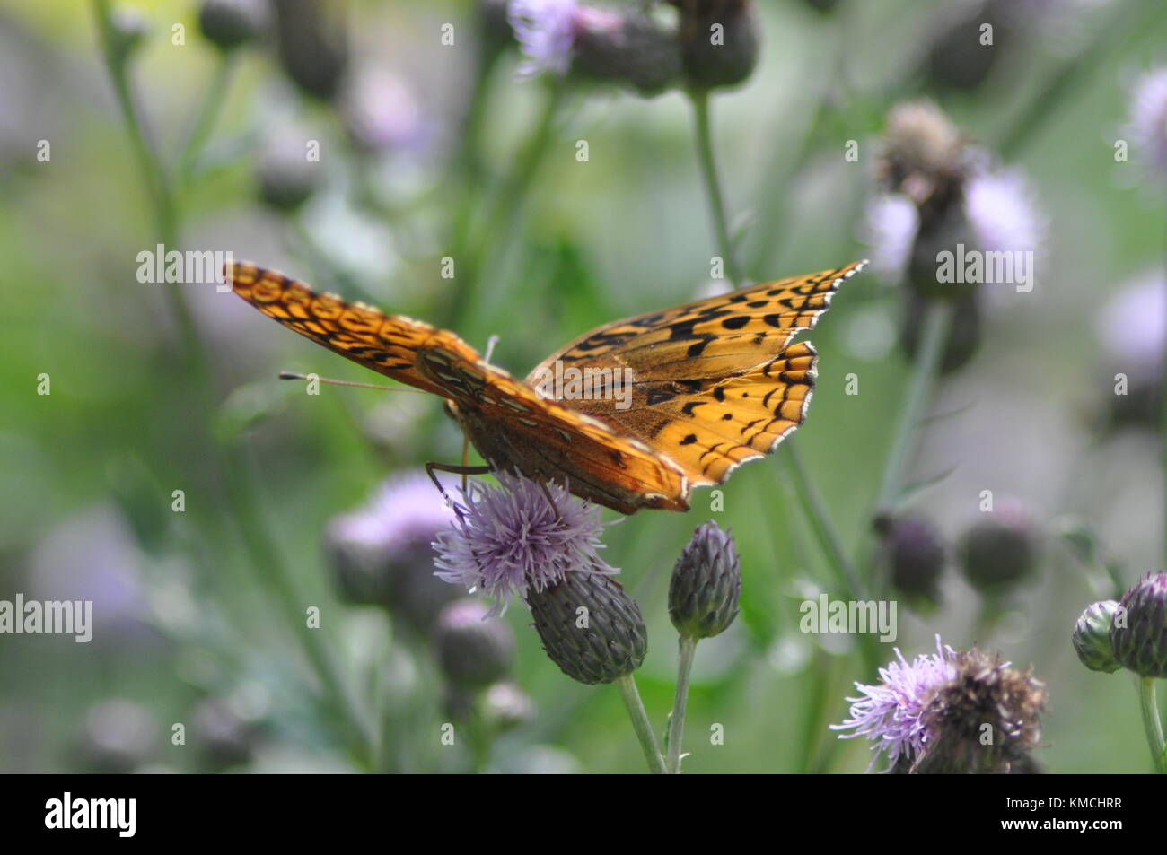 Alimentation papillon sur fleur Banque D'Images