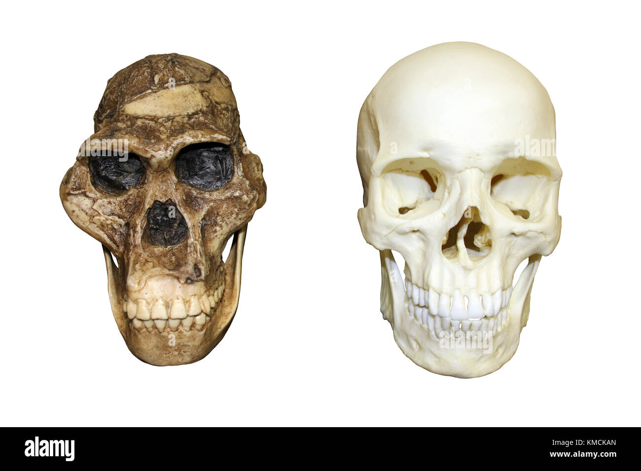 Mrs Ples Australopithecus africanus vs Homo sapiens crâne Banque D'Images