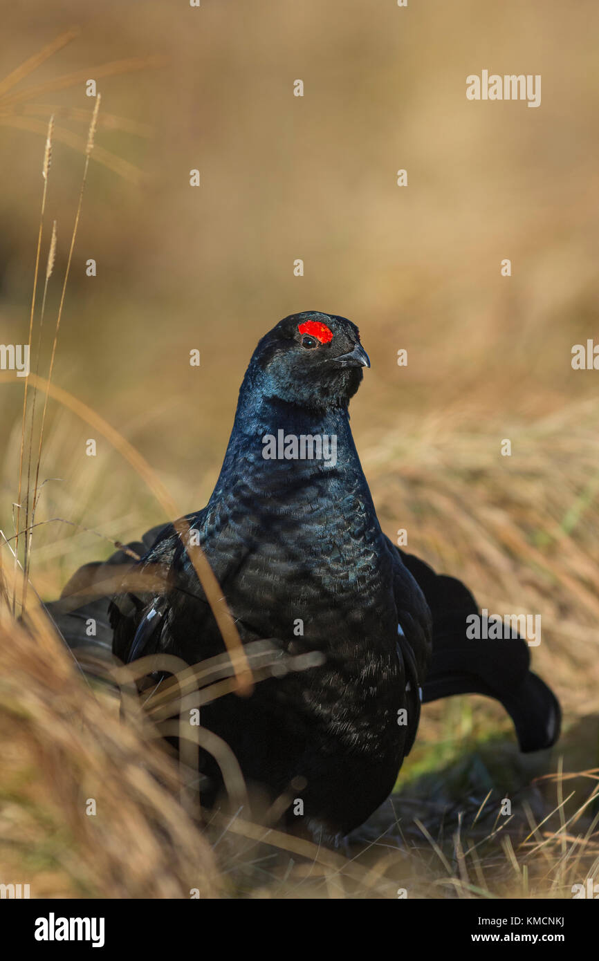 Les tétras (Tetrao tetrix) dans le soleil du matin lekking - Parc national de Cairngorms, en Écosse, Royaume-Uni Banque D'Images