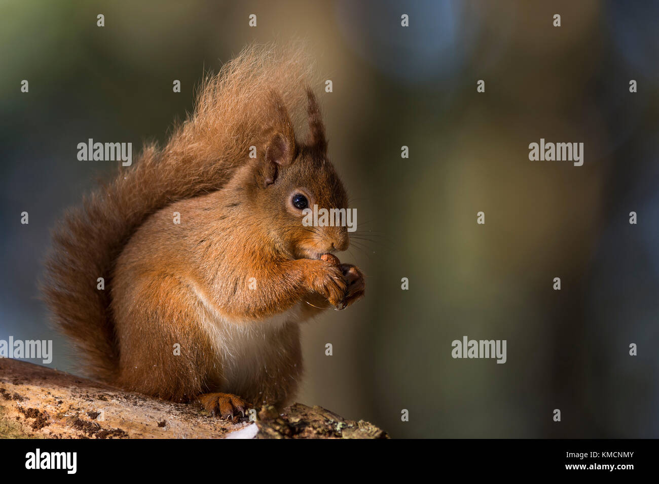 L'écureuil roux (Sciurus vulgaris) dans l'hiver - parc national de Cairngorms, en Écosse, Royaume-Uni Banque D'Images