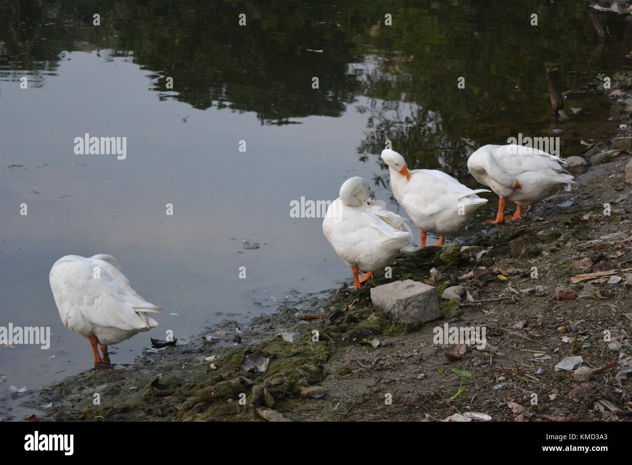 Kolkata, Inde, 6 décembre 2017. Flore et faune avec la et de l'architecture moderne autour d'Laldighi au coucher du soleil. Lal Dighi est une étendue d'eau au milieu de B. B. D. Bagh, précédemment connu sous le nom de tank ou carrés square Dalhousie, au cœur de Kolkata est un must travel. Pêche à la ligne par les sections locales est merveilleux à regarder. Sur chaque samedi un spectacle culturel et de l'alimentation organisé par l'ouest du Bengale est organisé. Credit : Rupa Ghosh/Alamy Live News. Banque D'Images