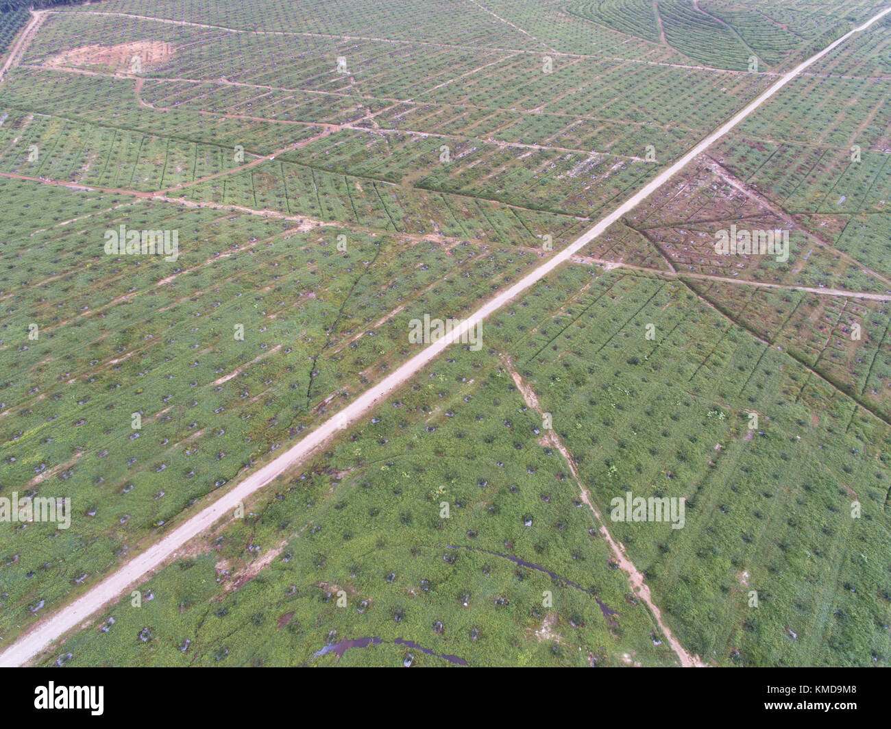 Vue aérienne de la plantation de palmiers à huile situé à Kuala krai, Kelantan, Malaisie, Asie de l'Est. L'un des plus gros comodity en Malaisie Banque D'Images