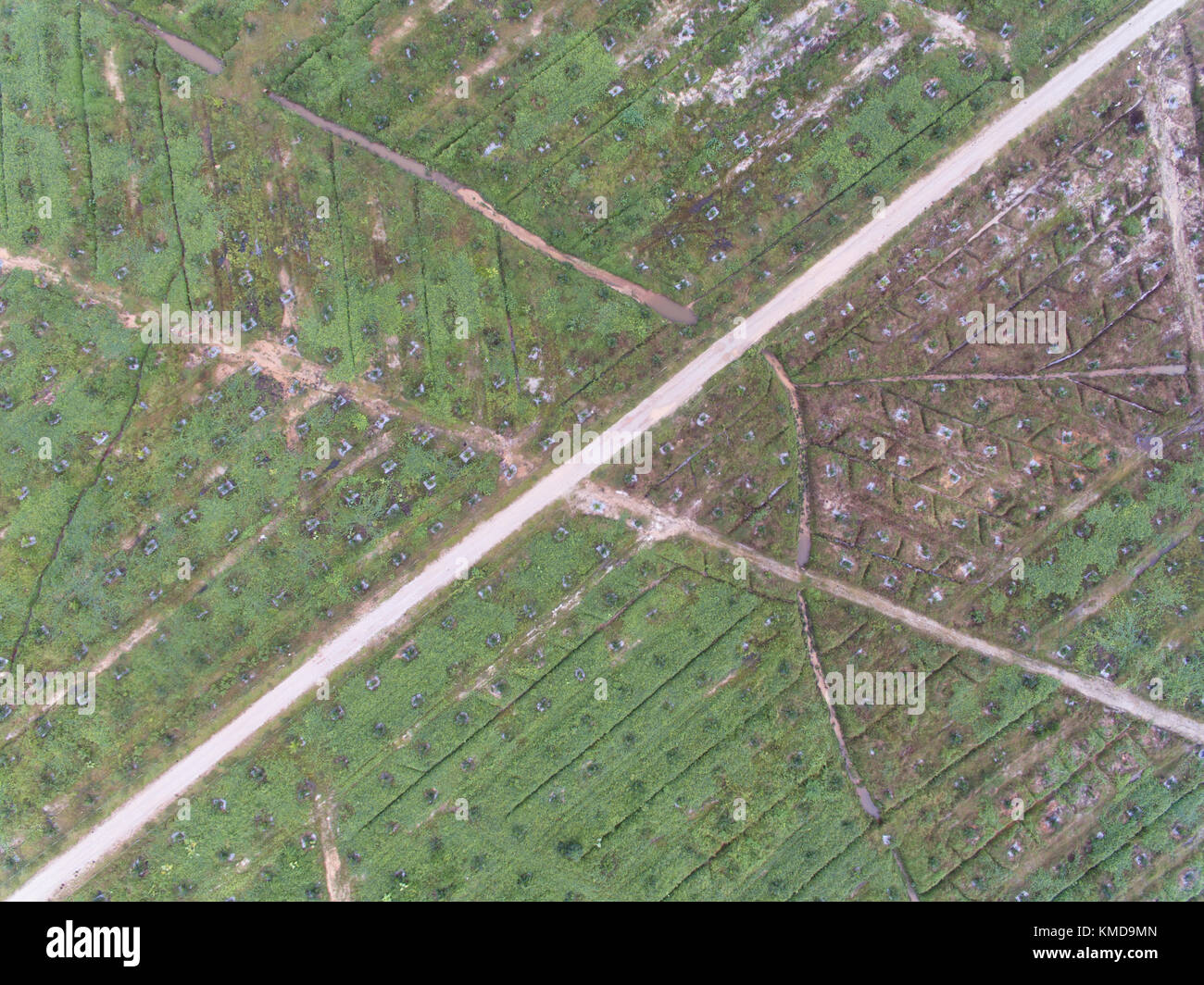 Vue aérienne de la plantation de palmiers à huile situé à Kuala krai, Kelantan, Malaisie, Asie de l'Est. L'un des plus gros comodity en Malaisie Banque D'Images