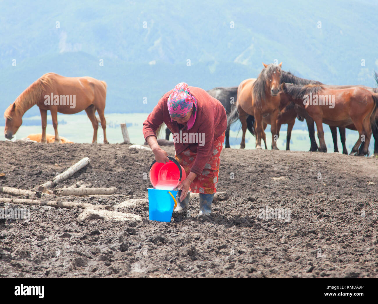 Femme traire une mare sur une ferme qui rendrait la mare Banque D'Images Femme traire une mare sur une ferme qui rendrait la mare Banque D'Images