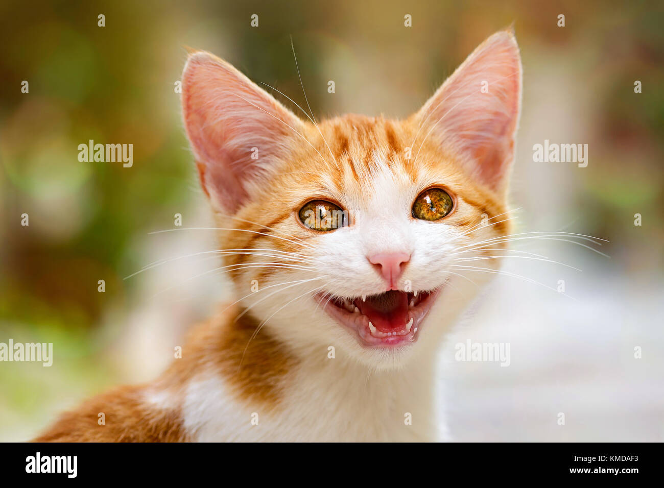 Smiling baby chaton avec de magnifiques yeux miaows avec bouche ouverte, cat woman, Chios, Grèce. Banque D'Images