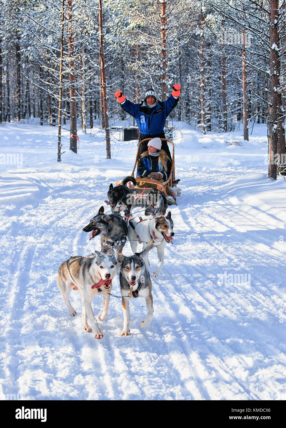 Rovaniemi, Finlande - mars 3, 2017 : la famille équitation traîneau à chiens husky à Rovaniemi, Laponie finlandaise des forêts d'hiver à Banque D'Images