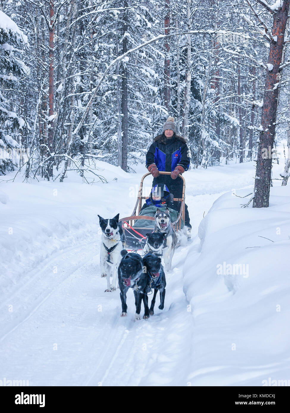 Rovaniemi, Finlande - le 3 mars 2017 : les familles avec enfant équitation traîneau à chiens husky à Rovaniemi, Laponie finlandaise des forêts en hiver Banque D'Images