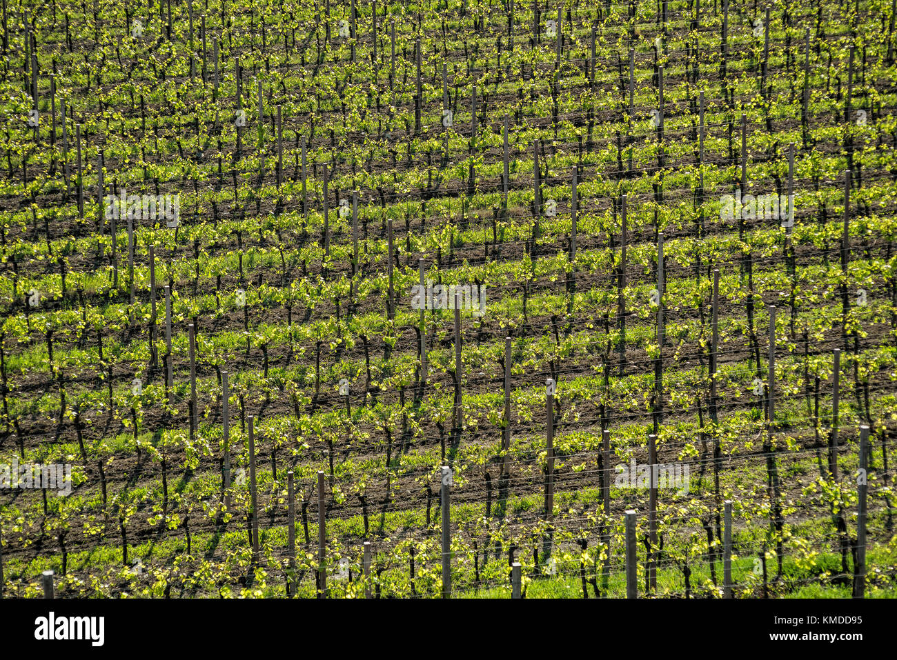 Vignoble de lignes en printemps, colorful Banque D'Images