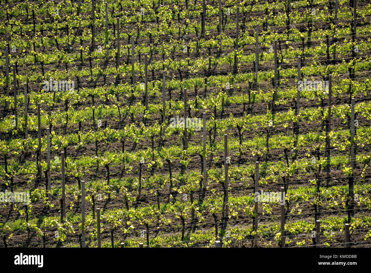 Vignoble de lignes en printemps, coloré et texturé Banque D'Images