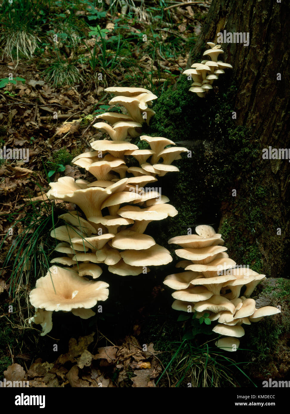 Des grappes de champignons comestibles Pleurotus cornucopiae croissant sur la base d'une pourriture frêne. Clwydian Hills, au nord du Pays de Galles, Royaume-Uni. Juin Banque D'Images