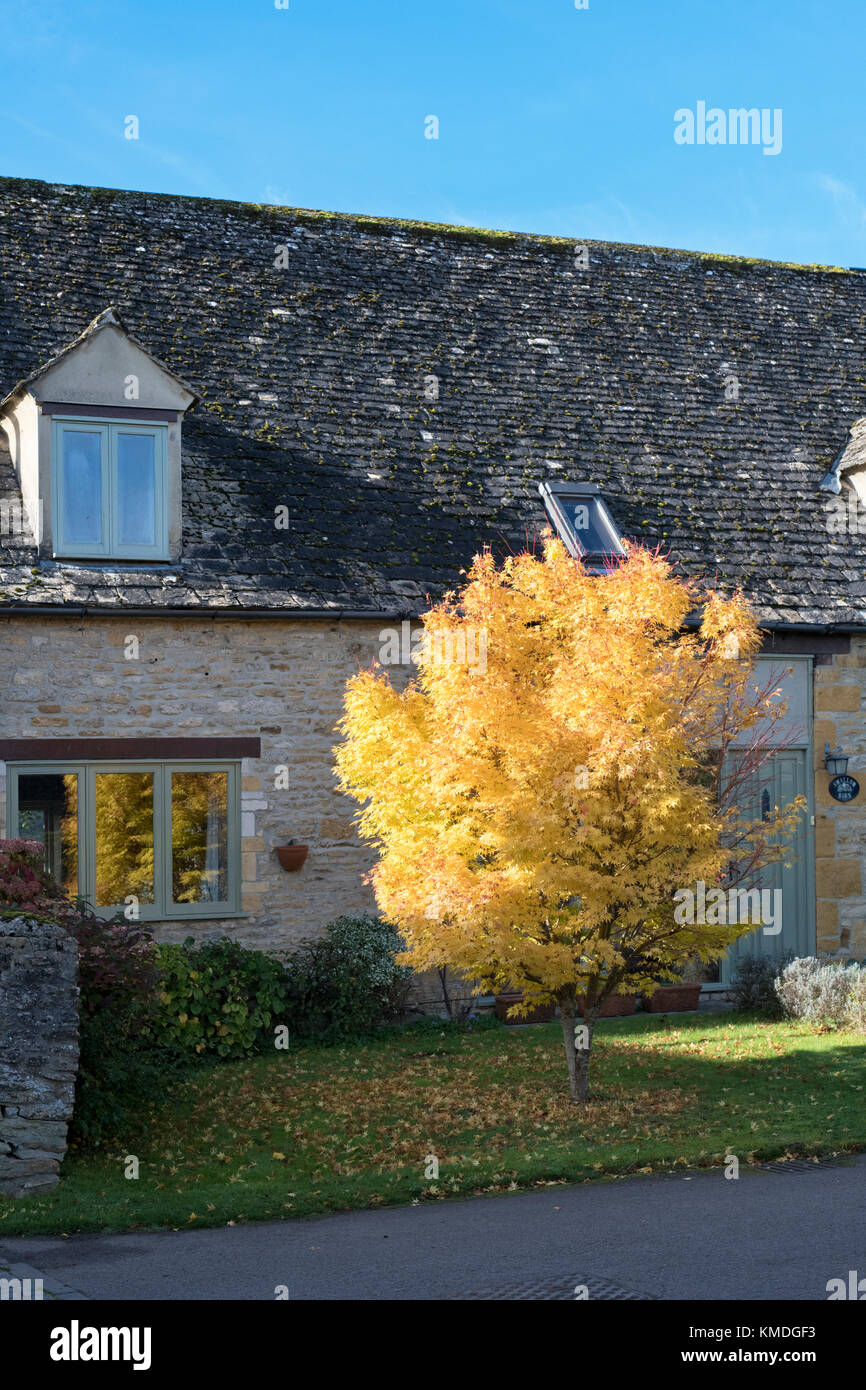 Acer Tree en automne dans le jardin d'un chalet à Broadwell, Cotswolds, Gloucestershire, Angleterre Banque D'Images