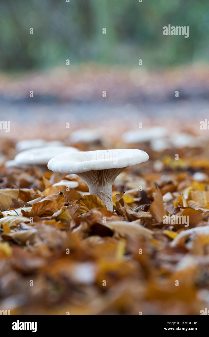 Clitocybe geotropa. Parade champignons entonnoir dresse tombée automne feuilles de hêtre. L'Oxfordshire, UK Banque D'Images