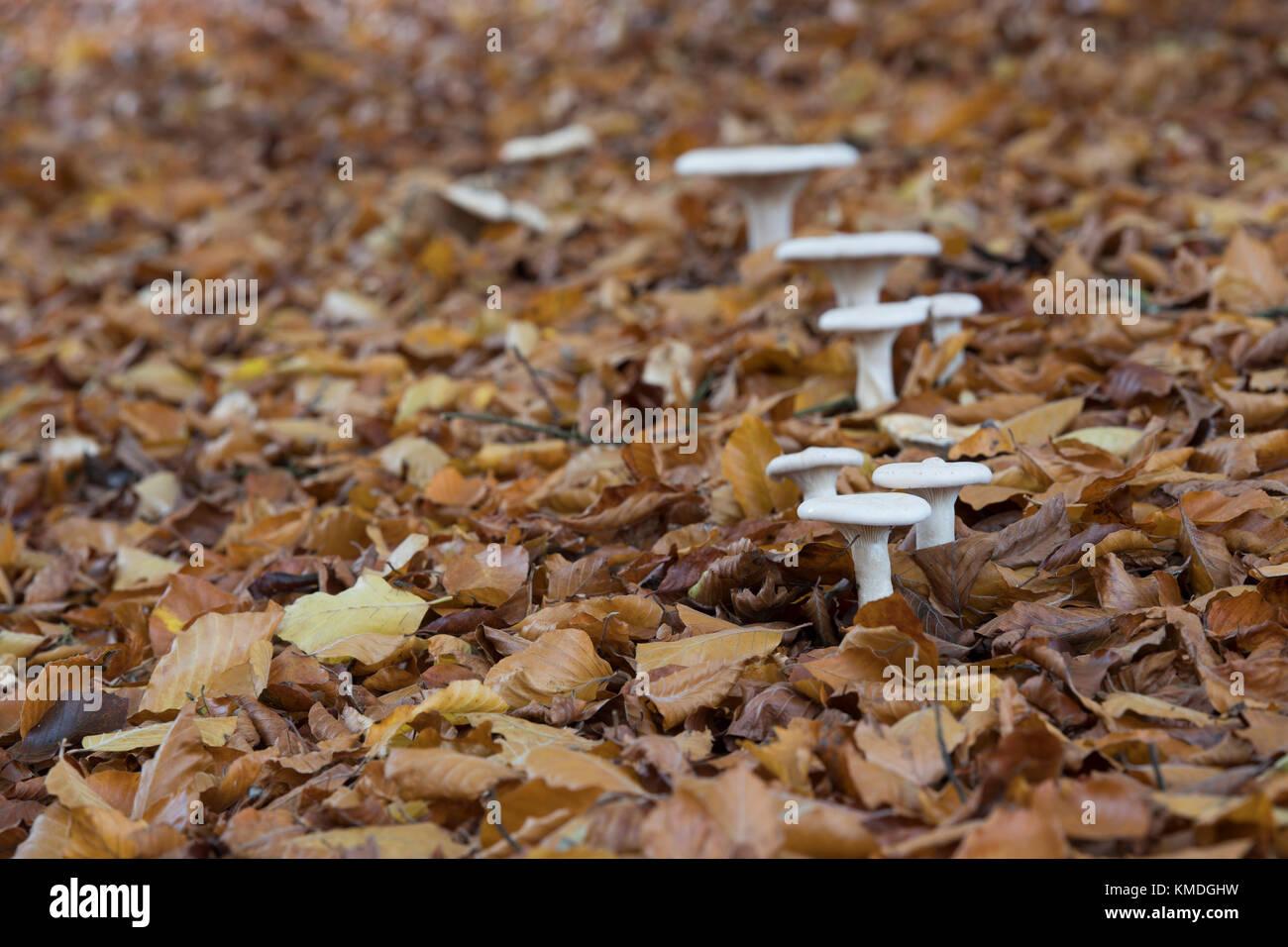 Clitocybe geotropa. Parade champignons entonnoir dresse tombée automne feuilles de hêtre. L'Oxfordshire, UK Banque D'Images