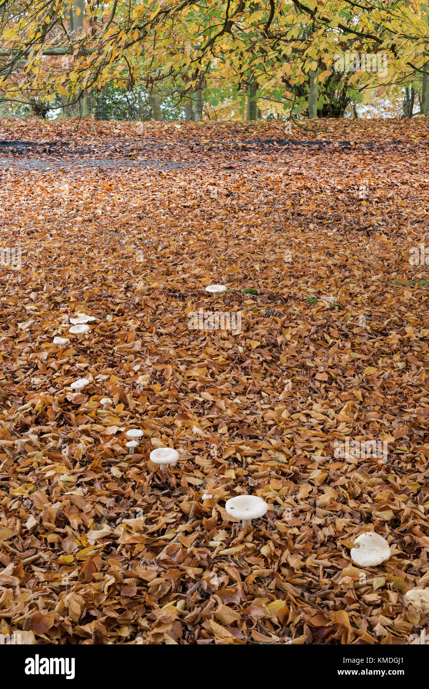 Clitocybe geotropa. Parade champignons entonnoir dresse tombée automne feuilles de hêtre. L'Oxfordshire, UK Banque D'Images