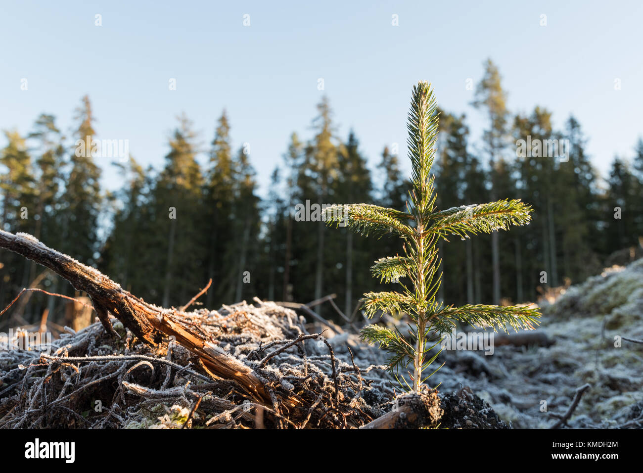 Les semis d'épinette nouvellement plantés sur un sol gelé Banque D'Images