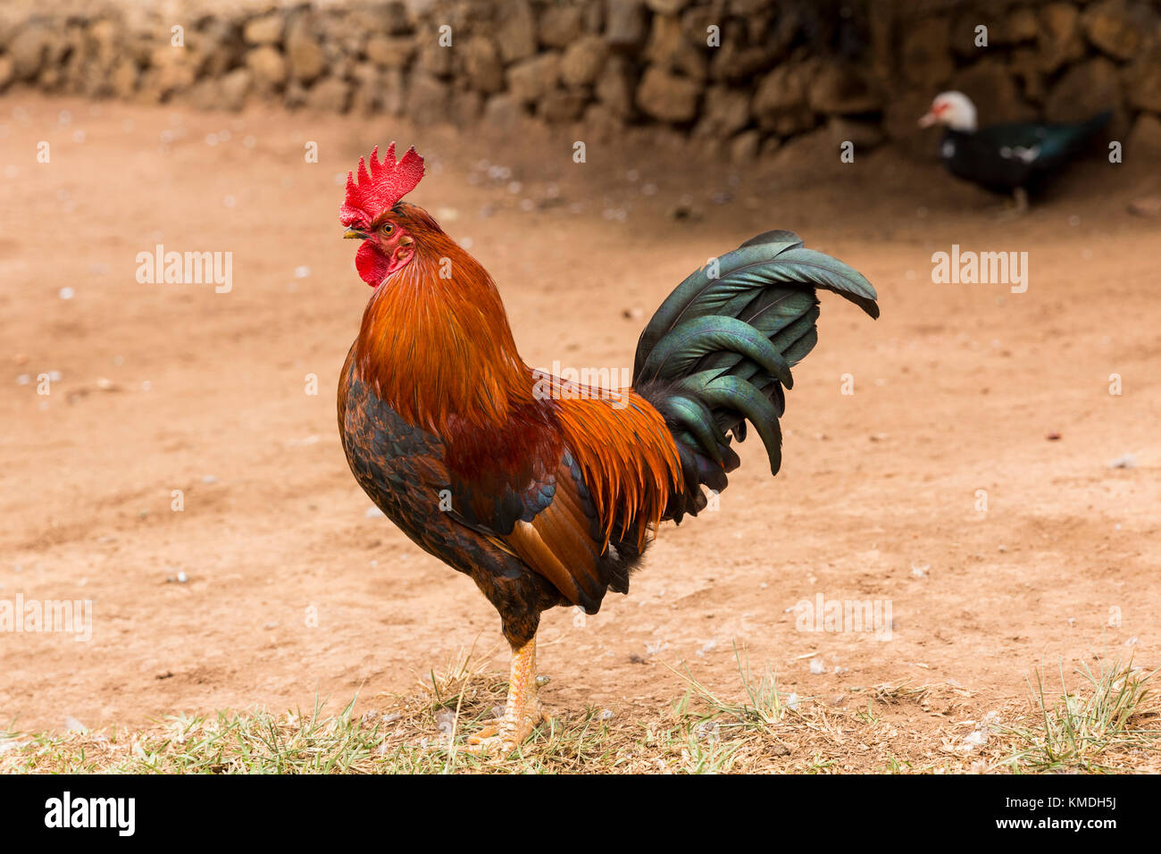 Red Rooster cockrel, Hen, dans la saleté patch Banque D'Images