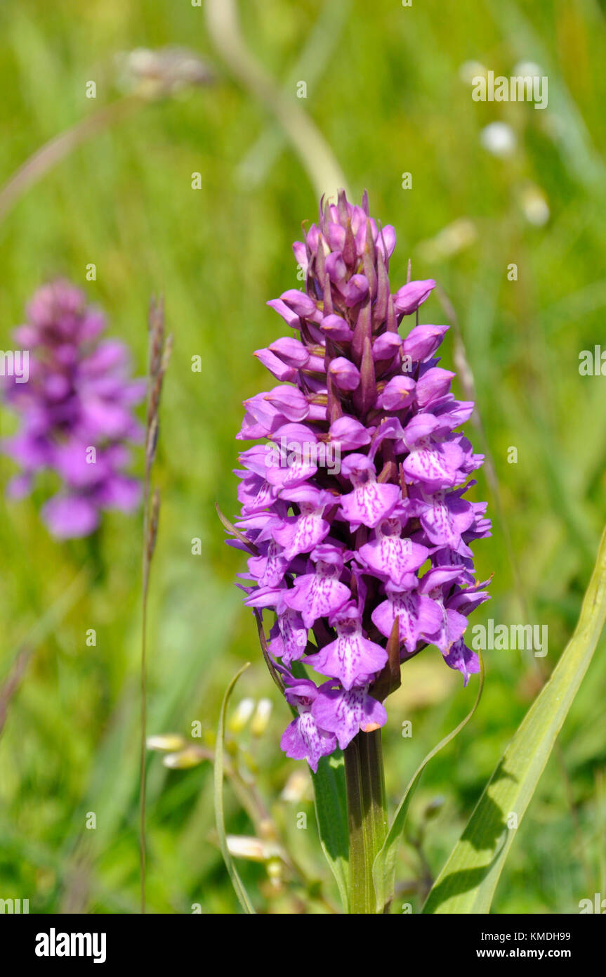 Marais du Sud "actylorbiza praetermissa Orchid',fleurs,juin des dunes de sable et des prairies humides,Chabeuil, Somerset, UK Banque D'Images