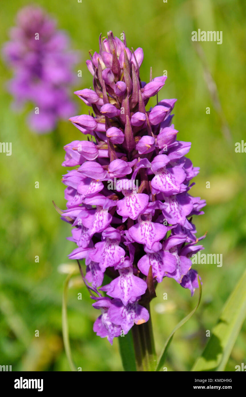 Marais du sud "actylorbiza praetermissa orchid',fleurs,juin des dunes de sable et des prairies humides,chabeuil, Somerset, uk Banque D'Images