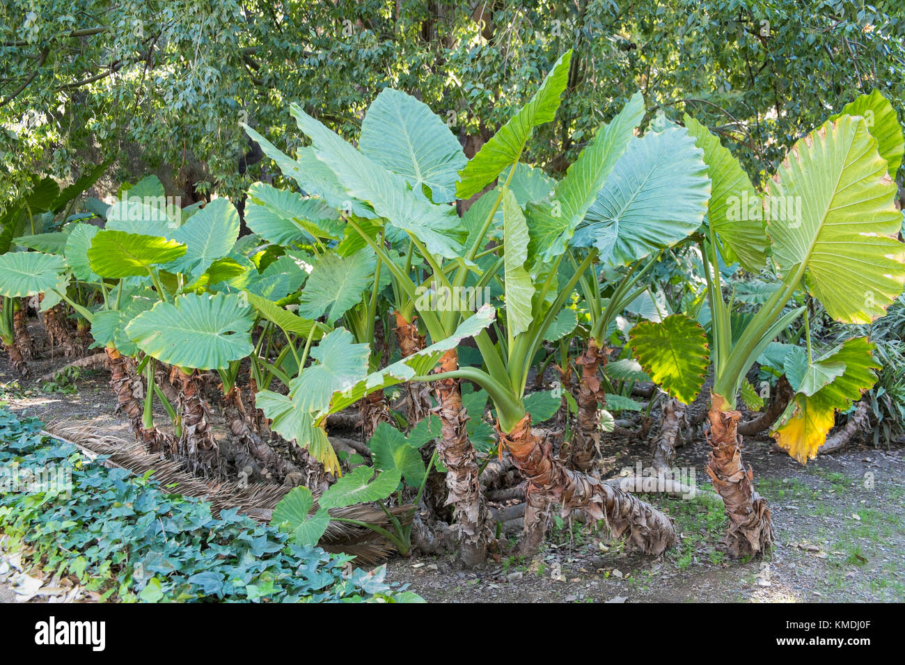 L'oreille d'éléphant (alocasia macrorrhiza) Banque D'Images