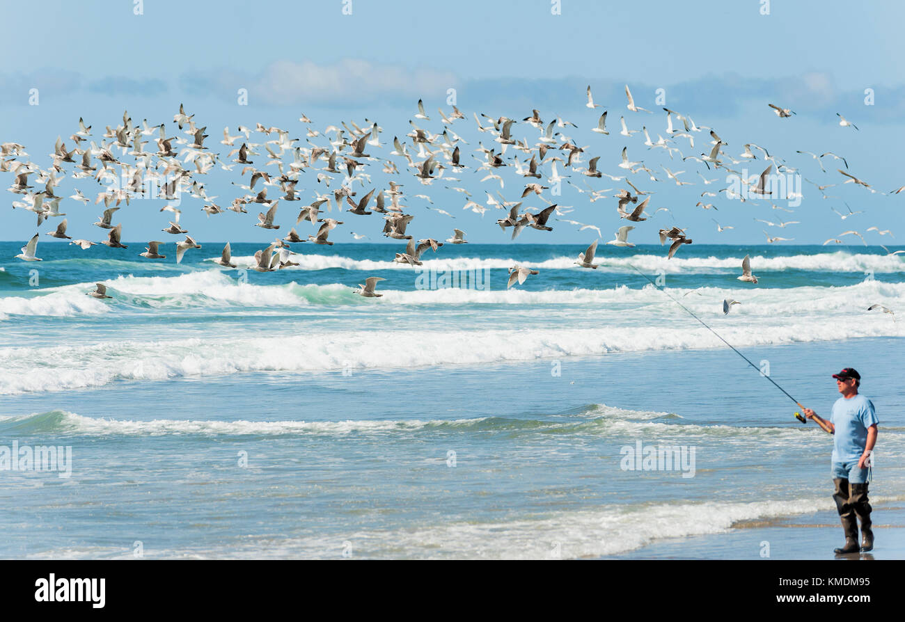 Pacific City, Oregon, USA - 8 Avril 2015 : un troupeau de seaguls volée près d'un pêcheur pendant qu'il marche la rive guider son ligne qui est dans le surf sur th Banque D'Images