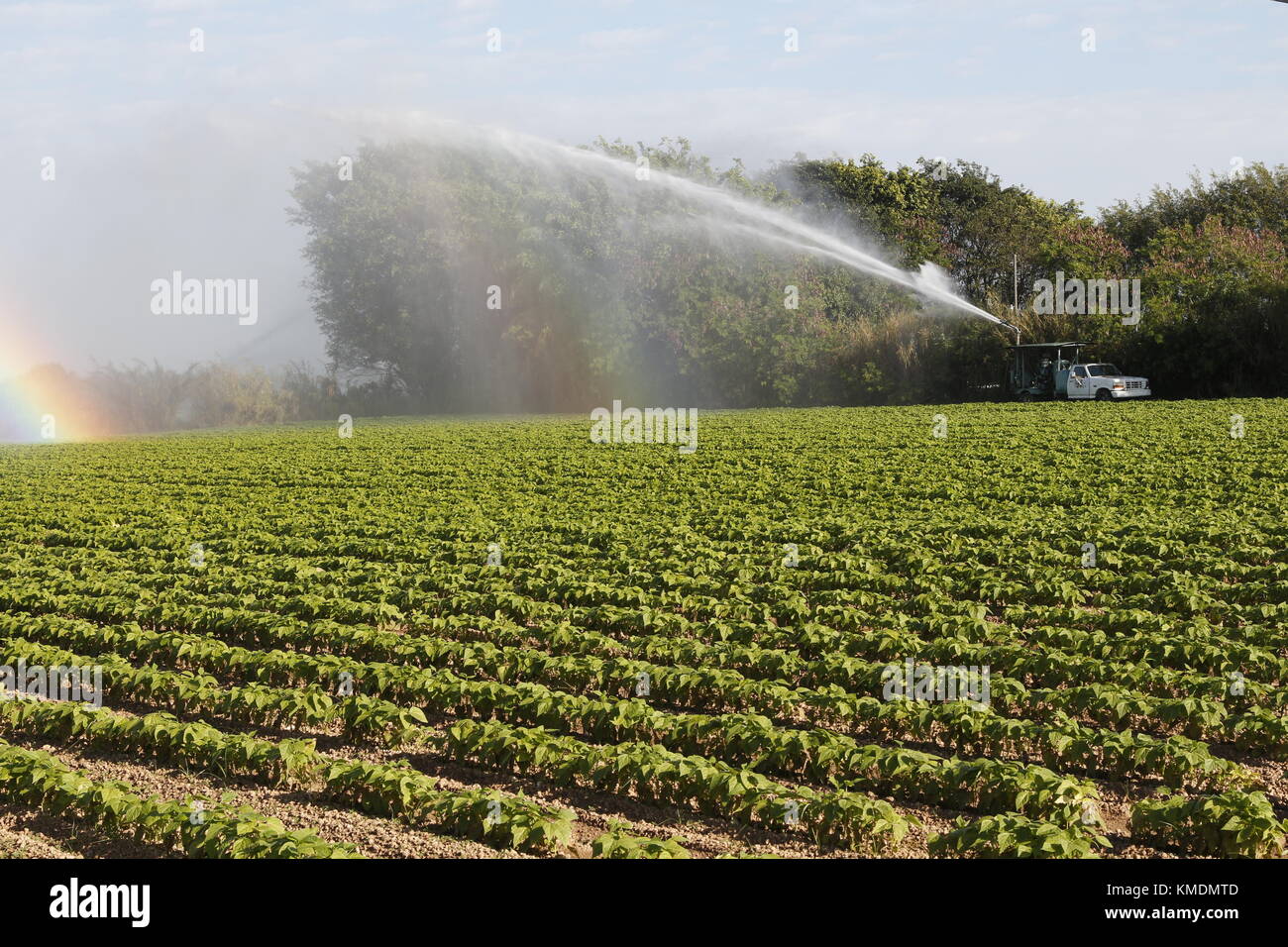 Irrigation des cultures, sud de la Floride, États-Unis Banque D'Images Irrigation des cultures, sud de la Floride, États-Unis Banque D'Images