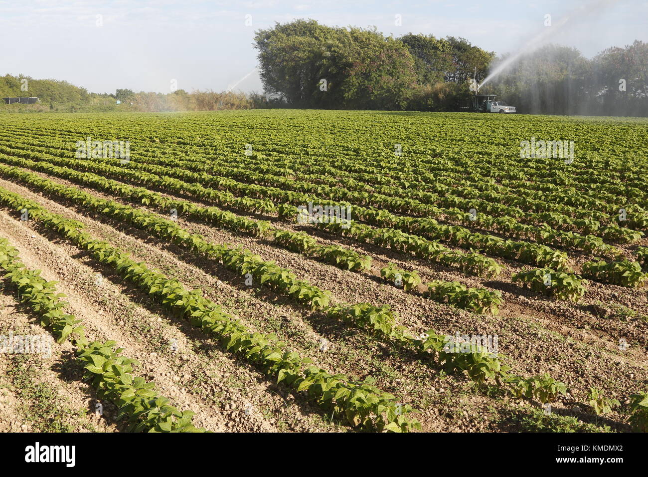 Irrigation des cultures, sud de la Floride, États-Unis Banque D'Images Irrigation des cultures, sud de la Floride, États-Unis Banque D'Images