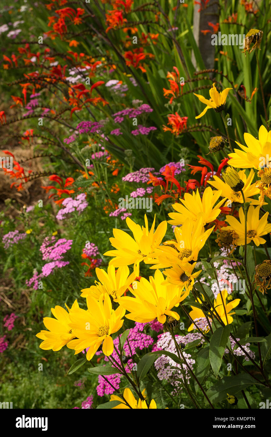 Fleurs dont l'helianthus, achillea et crocosmia dans le jardin de coupe à Blencowe Hall près de Penrith Cumbria England UK Banque D'Images