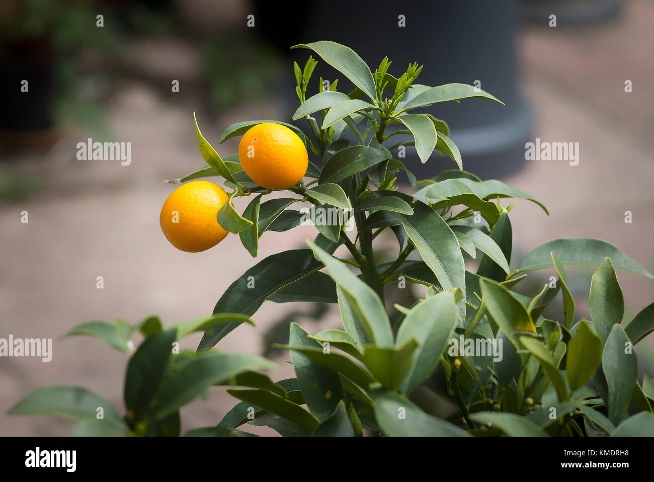 Dernier des eidble Kumquat fruits sur un petit arbre en UK Banque D'Images